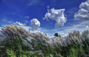 Prose of Sambit Basu